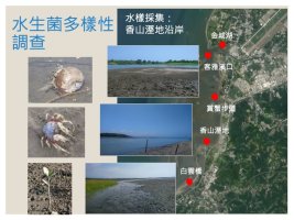 裝飾性圖片