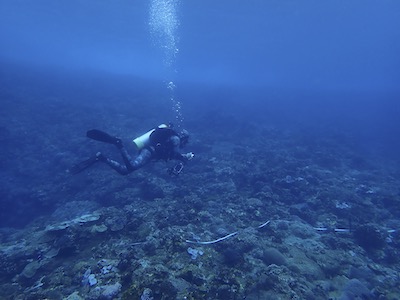 【系所成果】海洋保育的科學守護者：本系揭開澎湖南方四島魚類「成年的秘密」，助攻國家公園永續管理！